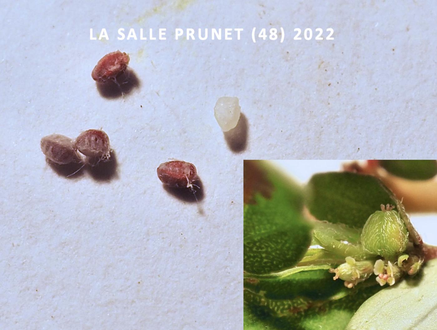 Spurge, Spotted fruit